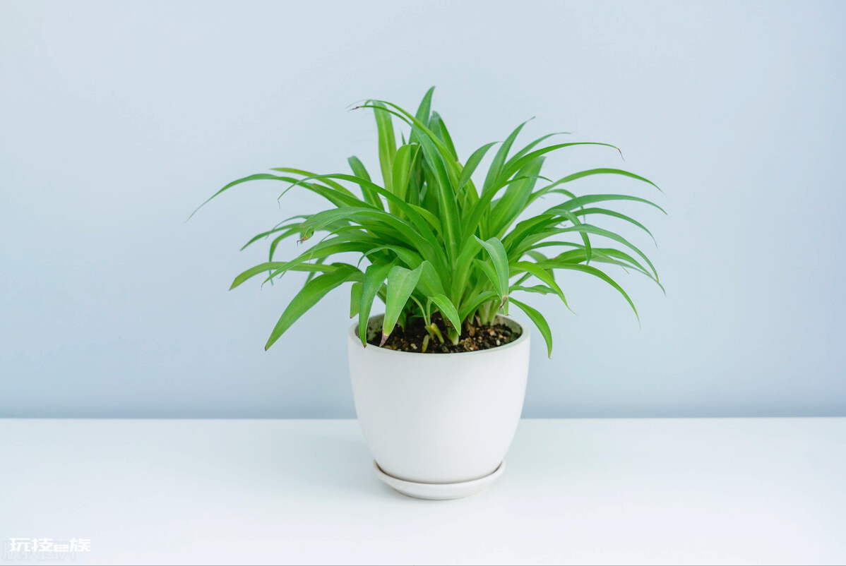 防辐射最强的7种植物(便宜好养又吸收电脑辐射的绿植排名)-图片4